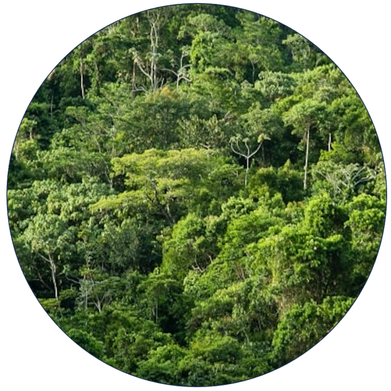 Regnskov-udvidelse Regnskov-udvidelse